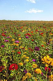 可爱小动物掐架游戏《动物派对》9月20日发售